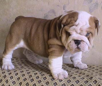 David Steath's album, Send Bulldog Puppies Photos
