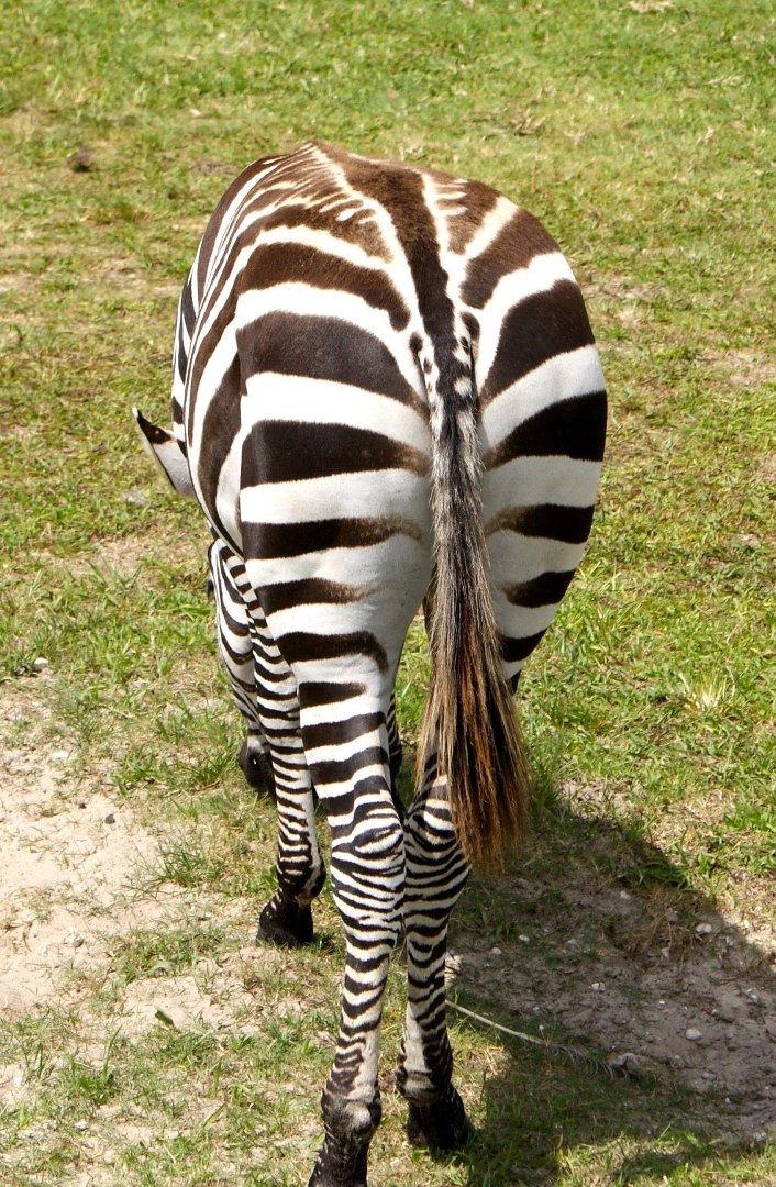 Jon Cluff's album, Busch Gardens Safari