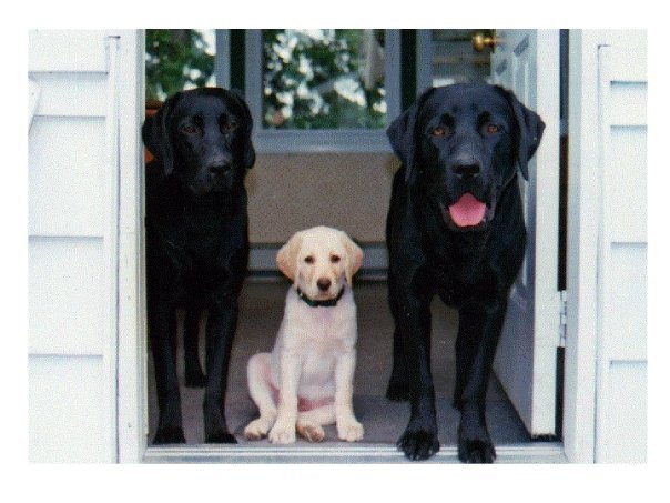 Terry Moses' album, Doggies