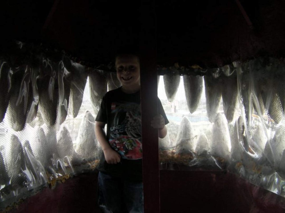 Terri Ellert's album, Cabezon dinosaurs