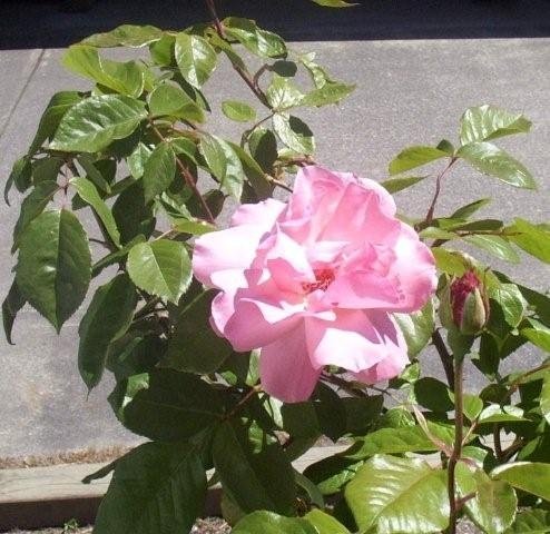 Robert Hill's album, Timeline Photos