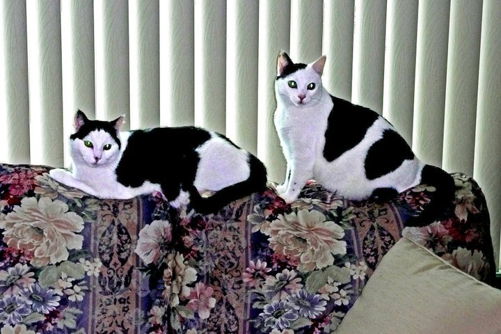 Jack Stacey's album, Cats