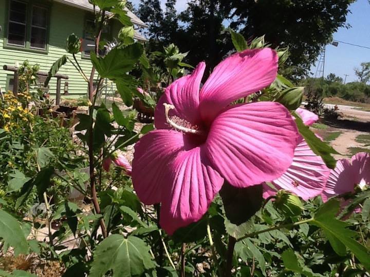 Donna Graham's album, iOS Photos