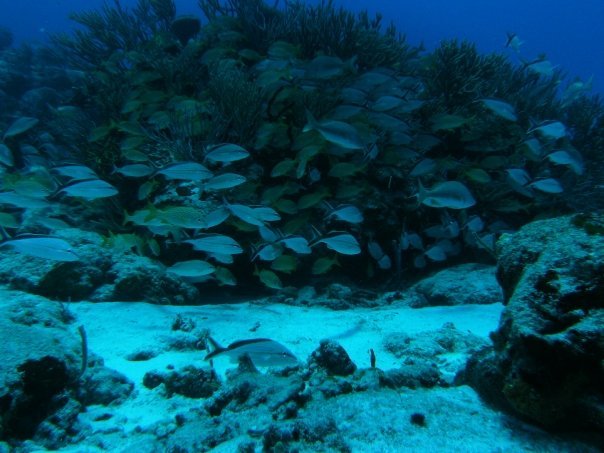 Marc Margolis' album, Scuba 2008