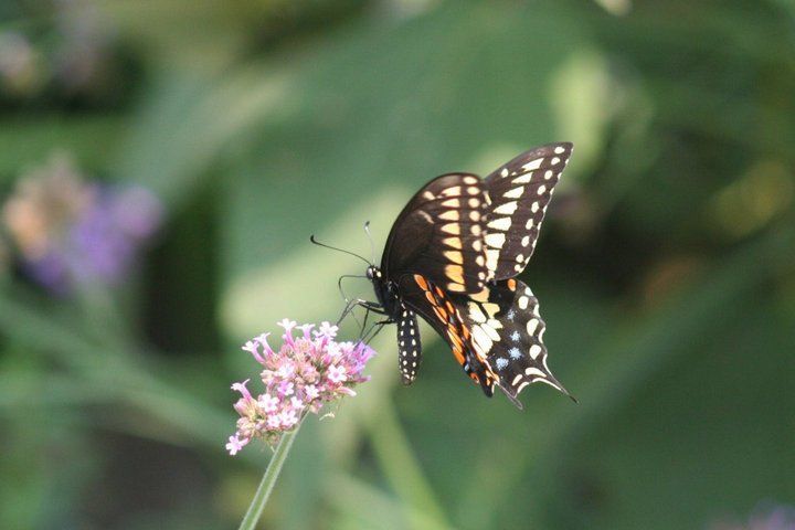 Floyd Parrish's album, Summer '10
