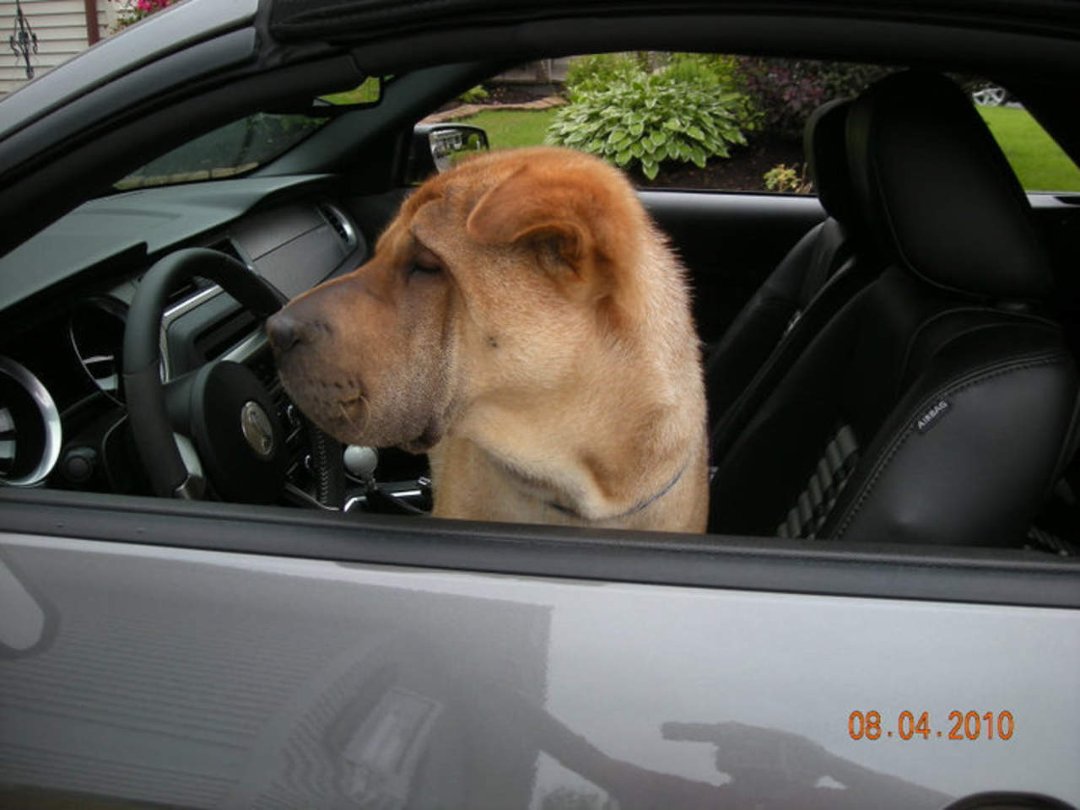 Bob Cameron's album, Misc car pics