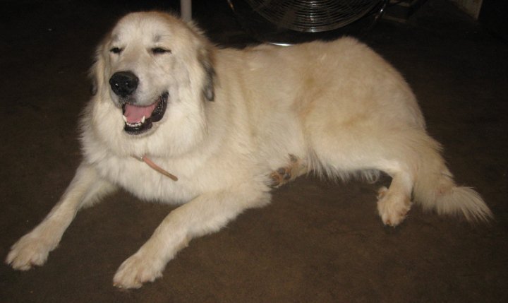 Sharon Drube's album, Zira and the Shakespeare pups