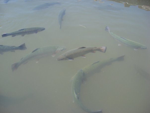 Mike Aubert's album, fishing