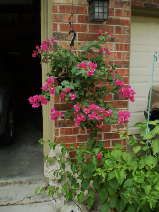 Harold Snoderley's album, bougainvillea