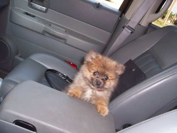 Sandy Cohen's album, animals 2006 - 2007