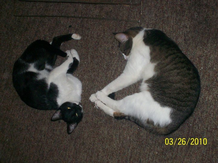James Rizer's album, My mom and I's pet's