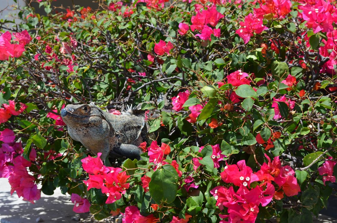 Gail Wright's album, Cover Photos