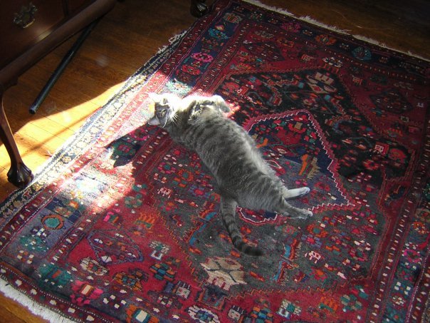 Michael Segle's album, Blizzard Cats