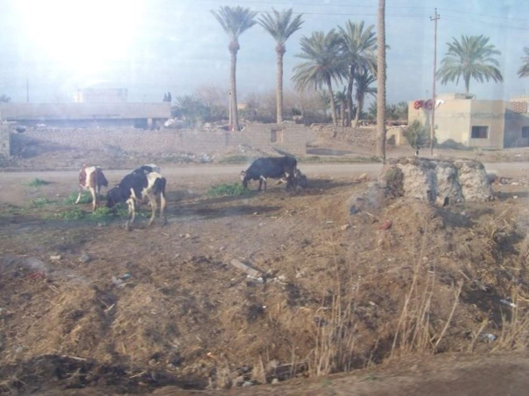 Jonathan Arcand's album, Iraq