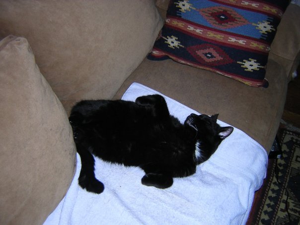 Michael Segle's album, New Year Cats