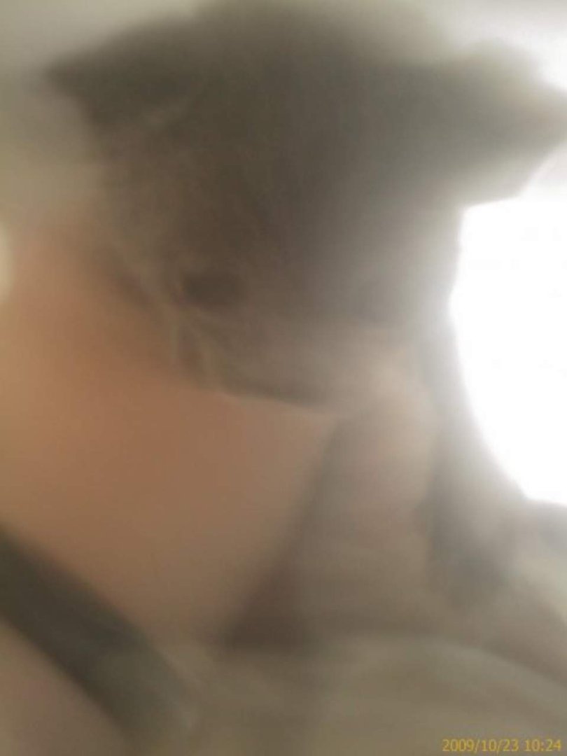 Major Tracey A. Stark, CAP's album, Snuggles