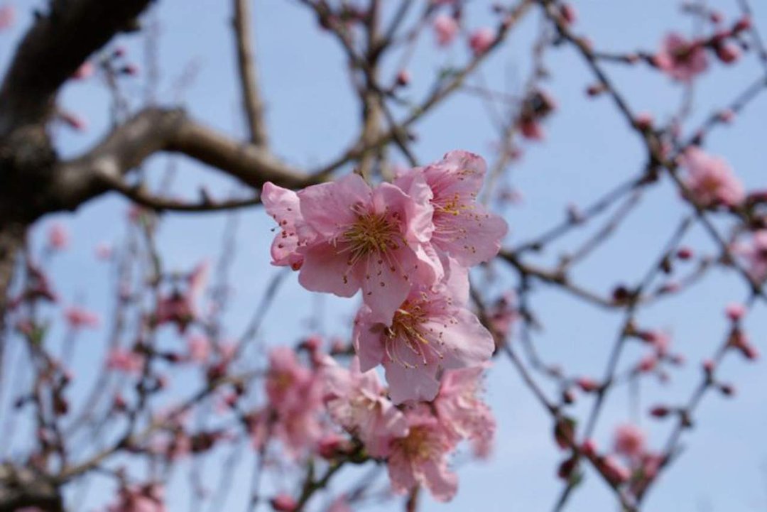 Patrick McGee's album, Blossom Trail