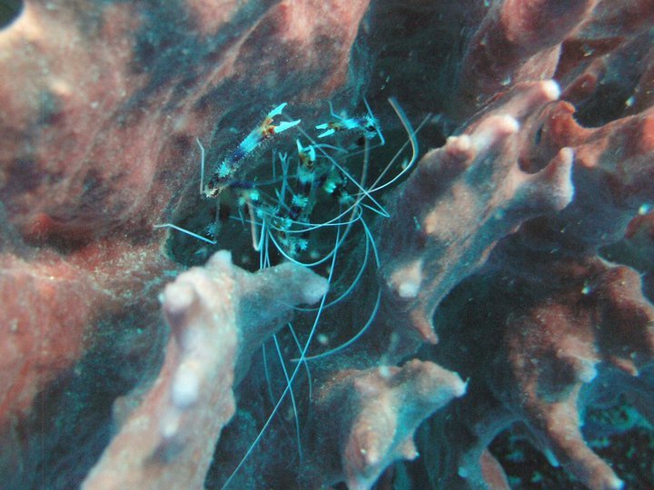 Garry Cardwell's album, Roatan Honduras 6-2010