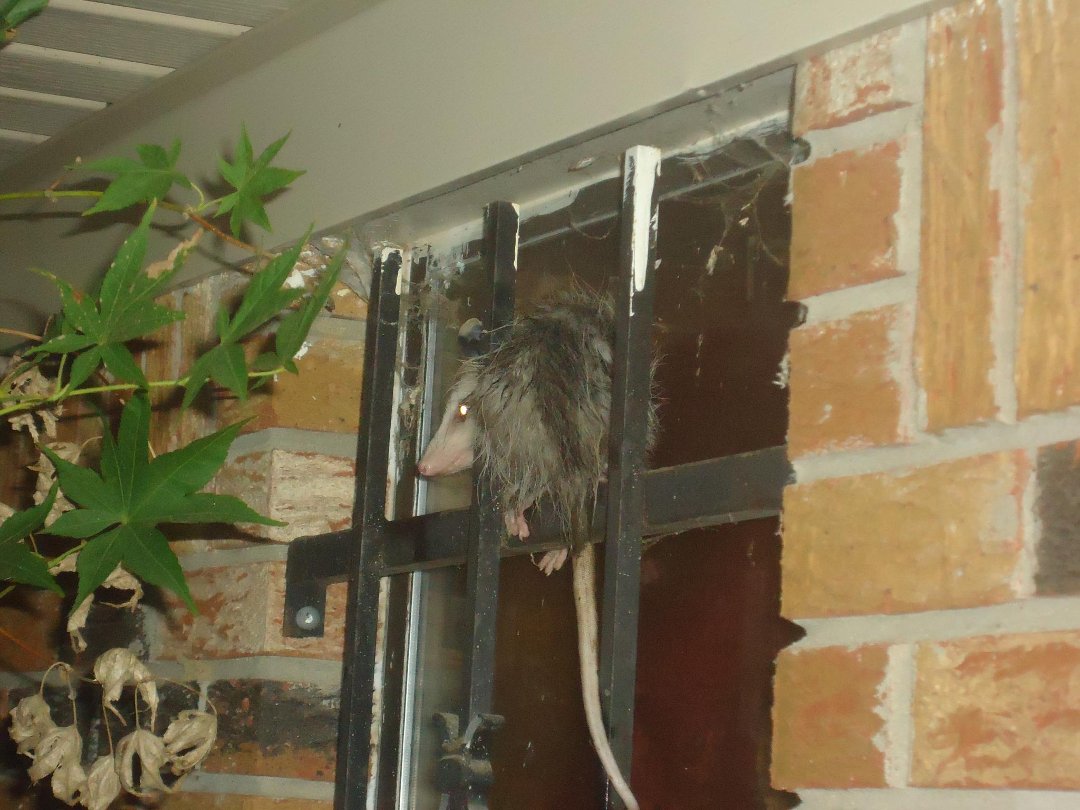 Daryl Porter's album, Wall Photos