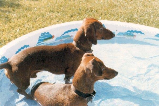 Jim Holmes' album, My Dogs
