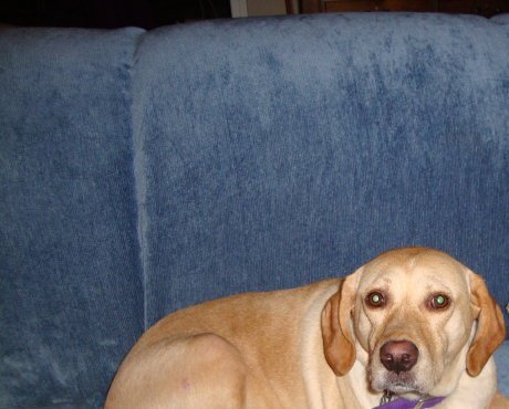 Dixie McConnel's album, Profile Pictures