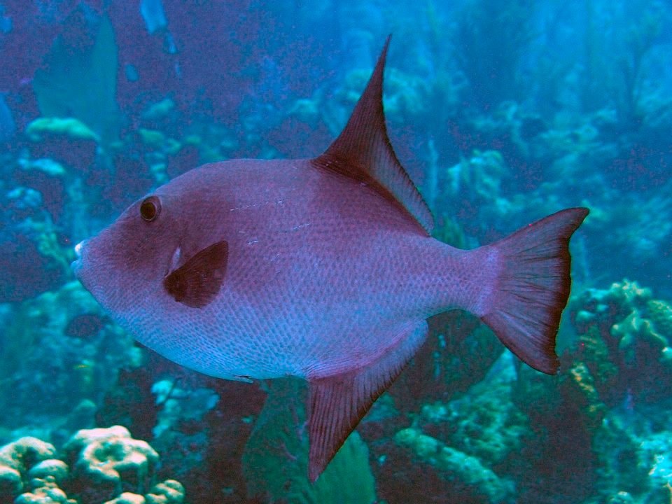John Kotovsky's album, More Little Cayman 10-12