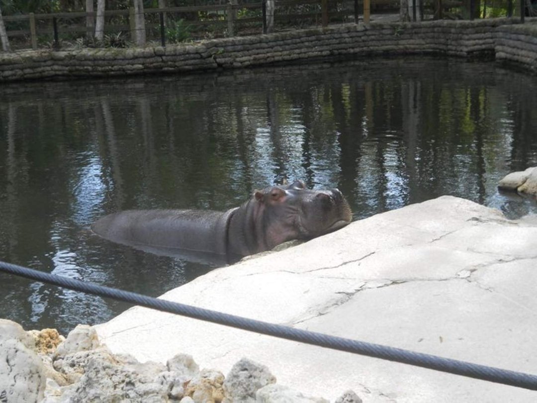 jerri burdo's album, visiting the manatees