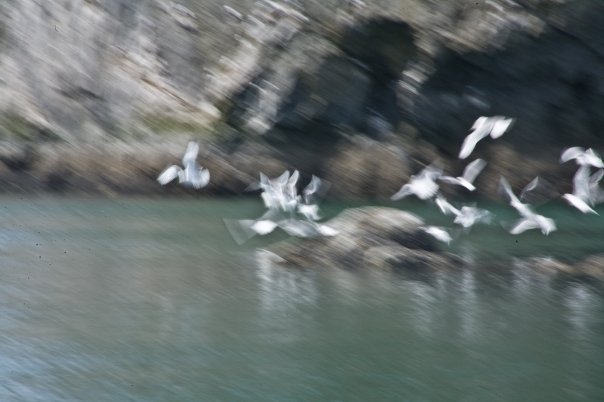 Alan MacKellar's album, First Shots Seen in Alaska: May, 2009