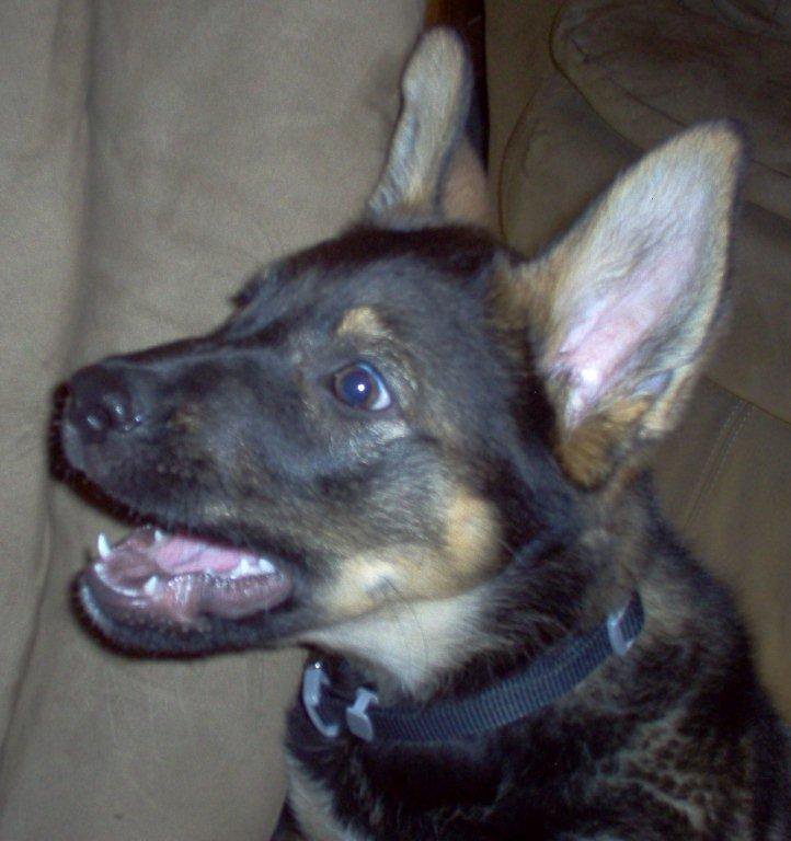 Warren Doty's album, Profile Pictures
