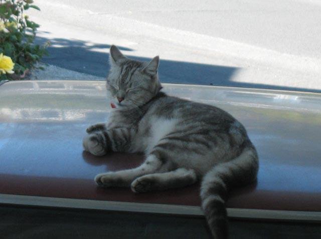 Marilyn Nemeth's album, Cover Photos