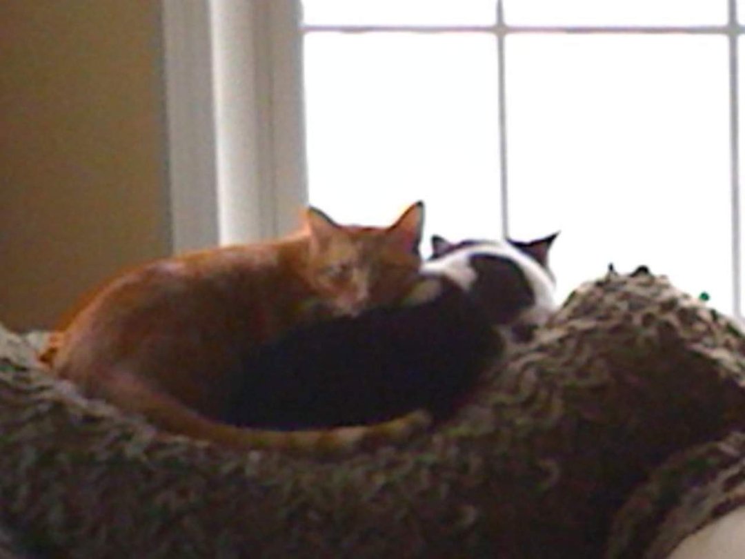 Janet Rivenbark's album, Mobile Uploads
