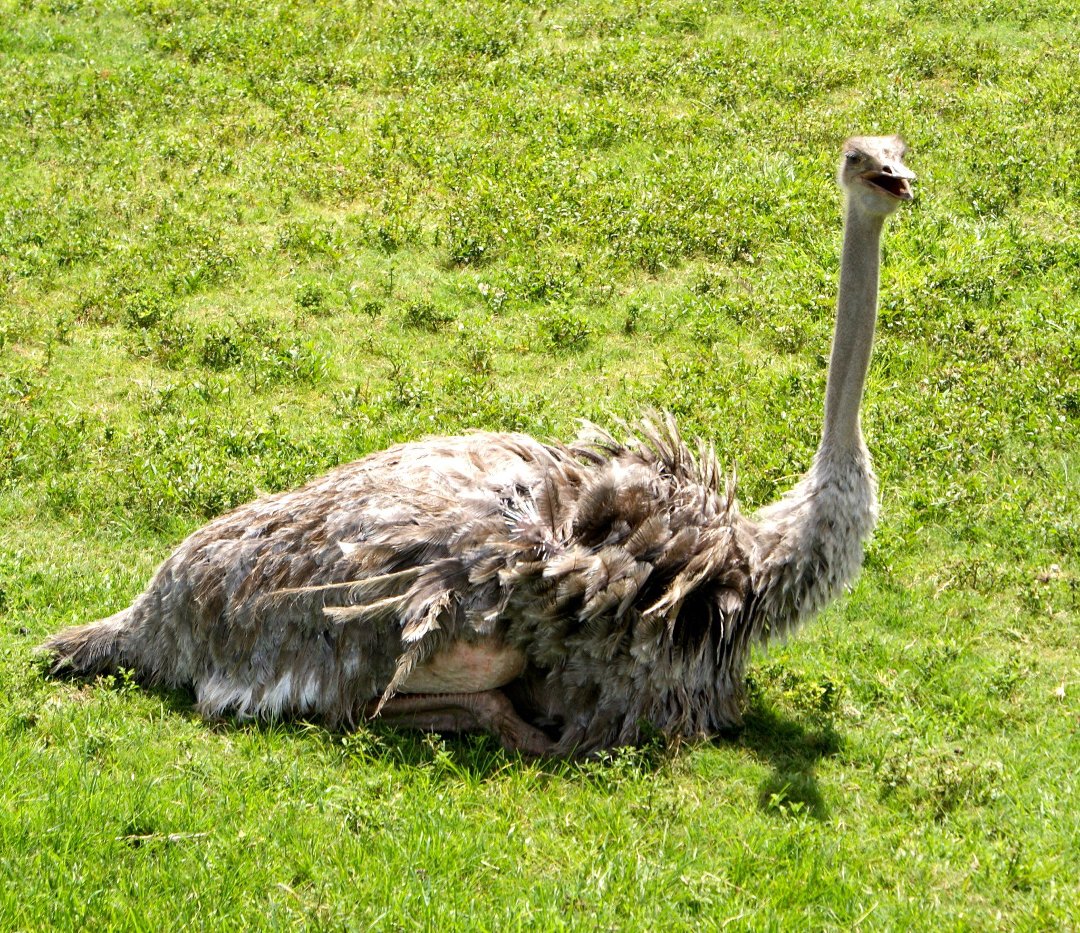 Jon Cluff's album, Busch Gardens Safari