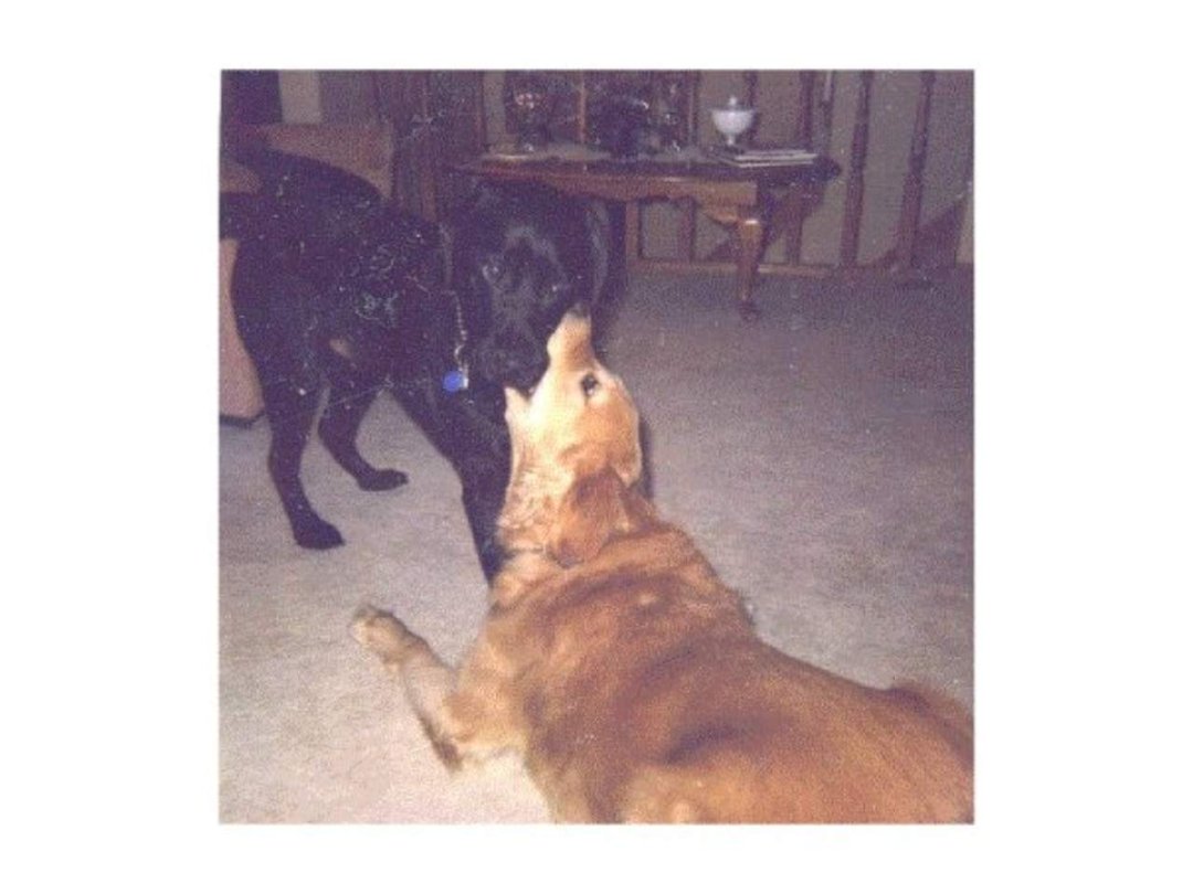 Terry Moses' album, Doggies