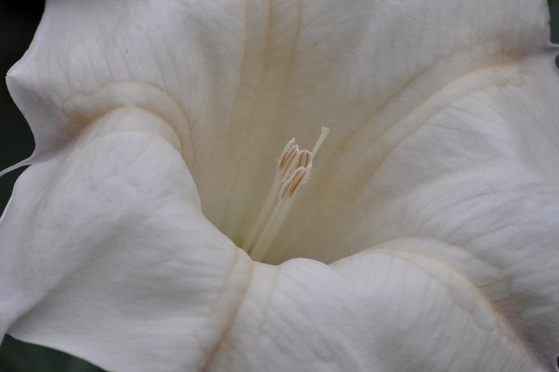 Cyndi Leonards' album, Zilker Botanical Gardens