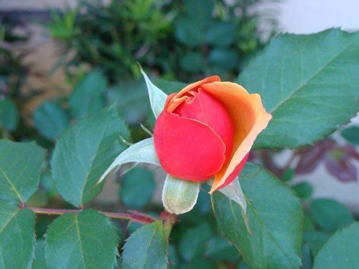 Dennis Harding's album, Photos1