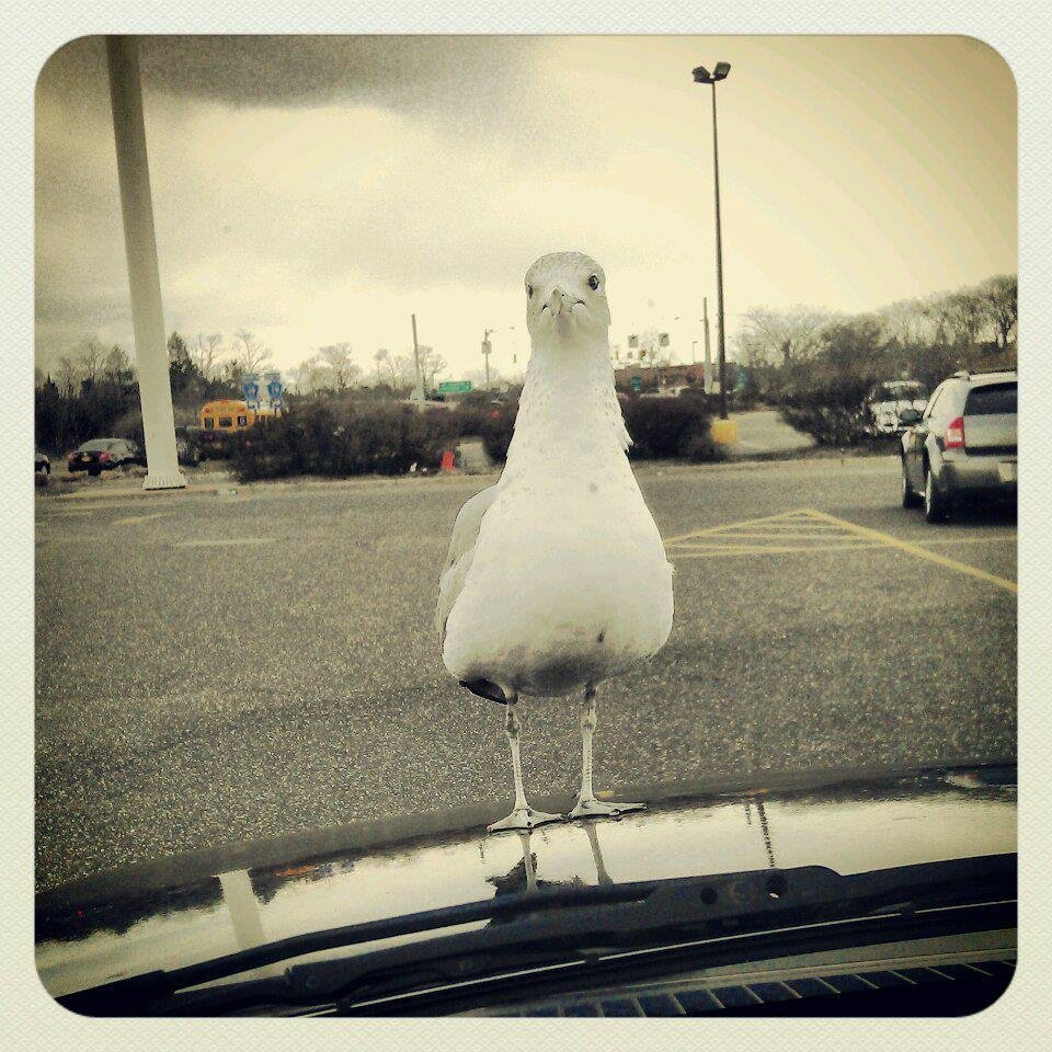 Susan Blasio's album, Instagram Photos