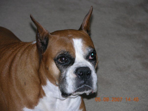 Nancy Calla's album, Bella , (new family addition)