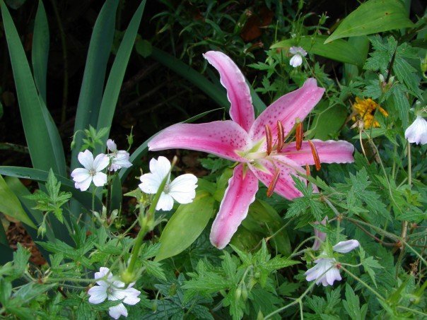 Joanne Smith's album, Flowers by Pam