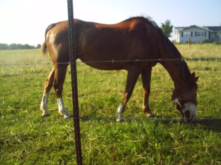 James Howe's album, horses