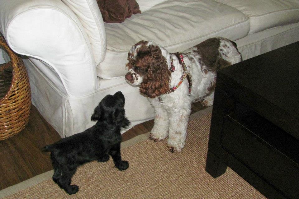 Dwight Bowen's album, Our new addition: Maggie