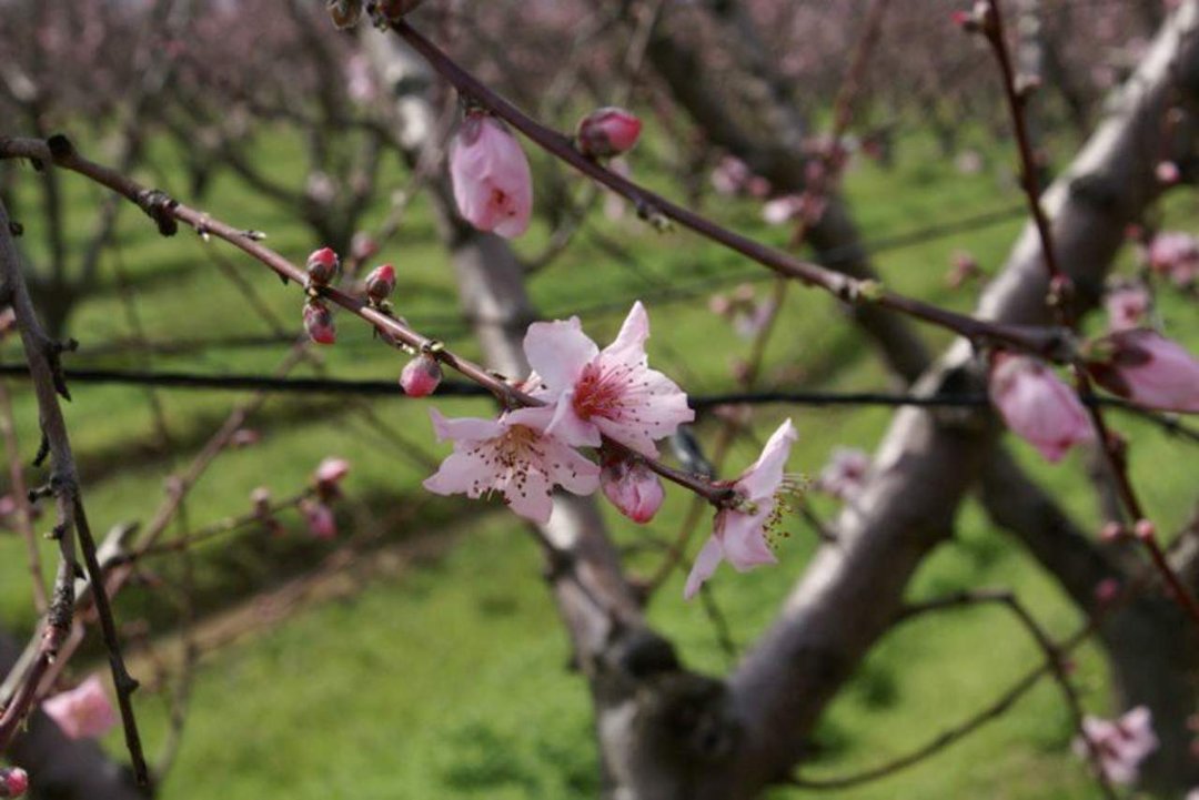 Patrick McGee's album, Blossom Trail
