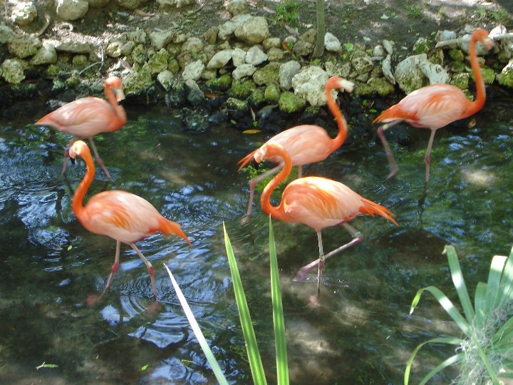 Mary Pick's album, Homasassa Springs State Park