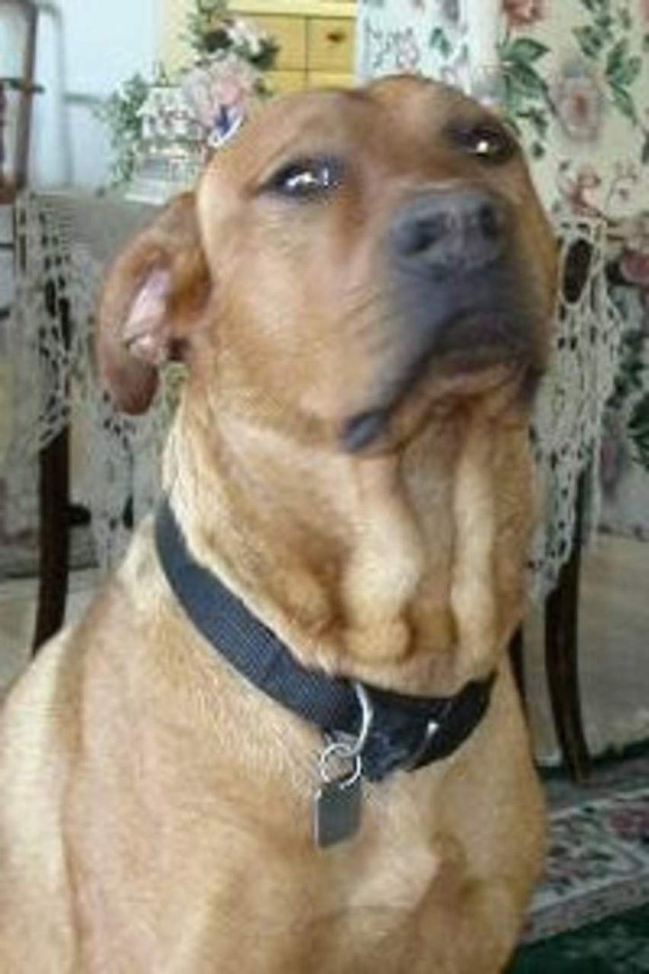 Will Koelker's album, Profile Pictures