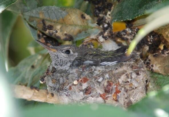 Heidi Hawkins' album, Hummingbird Nest