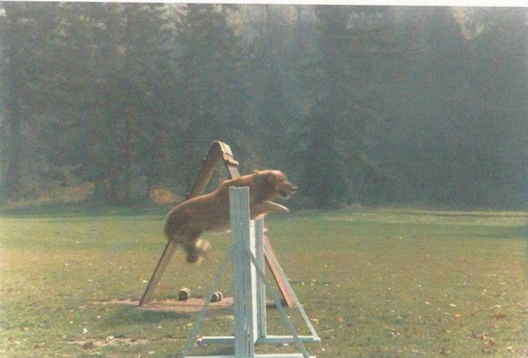 Ray Blomberg's album, Working Dogs