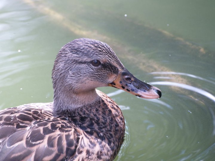Anthony Carmichael's album, Detroit Zoo