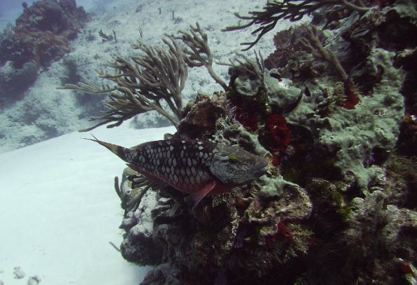 Tim Barker's album, Cozumel 4