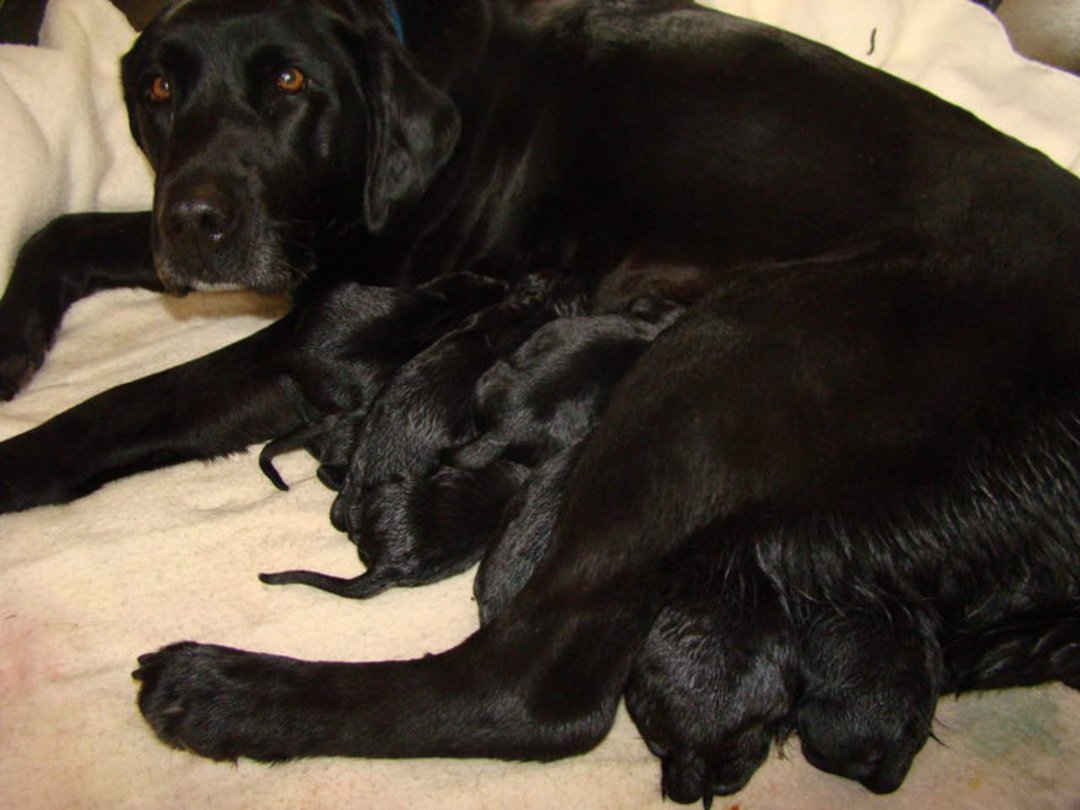 Tracie Landis' album, Zoey and her puppies