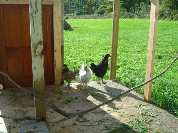 Jeff Varney's album, Chickens