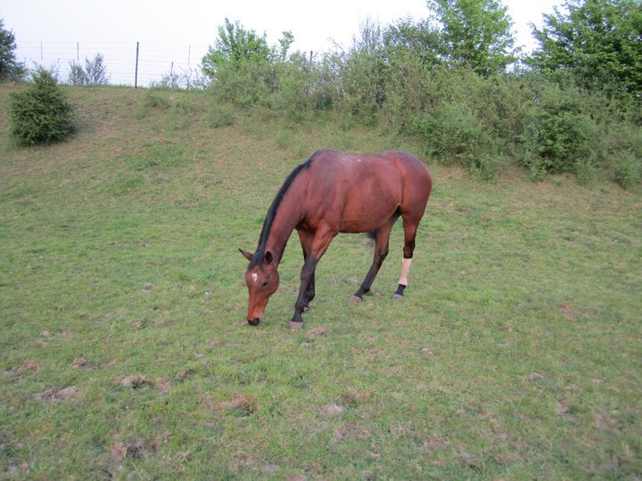 Catherine Phillips' album, Horses